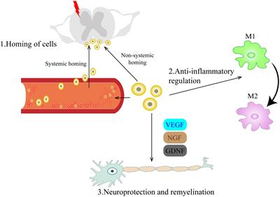 Cell therapy for neuropathic pain